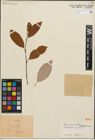 Foto von Salix iliensis Regel
